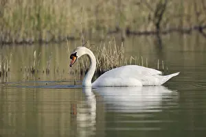 Floats: Mute swan (Cygnus olor), North Rhine-Westphalia