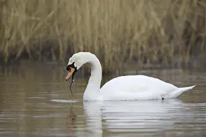 Float: Mute swan (Cygnus olor), North Rhine-Westphalia
