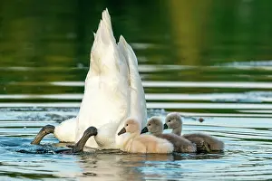 Parental: Mute swan (cygnus olor), Old bird feeding chicks