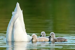 Parental: Mute swan (cygnus olor), Old bird feeding chicks