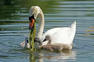 Parental: Mute swan (cygnus olor), Old bird feeding chicks