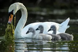 Parental: Mute swan (cygnus olor), Old bird feeding chicks