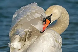 Nurse: Mute swan (cygnus olor), at plumage care, Germany