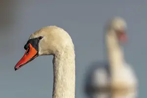 Grand: Mute swan (Cygnus olor) portrait on the water of