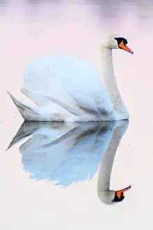 Anserinae: Mute Swan (Cygnus olor) and reflection, Slovakia