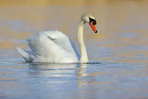 Romantic: Mute swan, (Cygnus olor), romantic morning mood