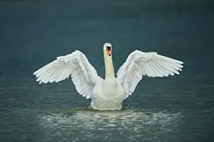 Shake: Mute swan (Cygnus olor) shaking his wings on a lake