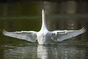 Federal: Mute swan (Cygnus olor) shaking its wings on a lake