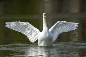 Federal: Mute swan (Cygnus olor) shaking its wings on a lake
