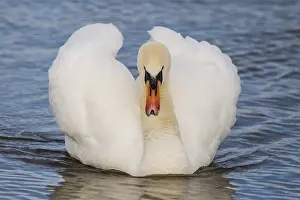 Intimidating: Mute Swan (Cygnus olor) showing off with wings
