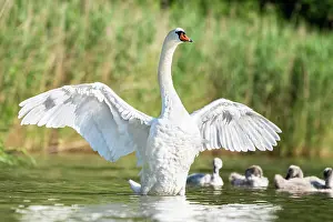 Spreads: Mute swan (cygnus olor) spreads wings, Rhine, Canton