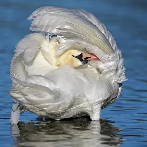 Nurse: Mute swan (Cygnus olor), standing in the water w