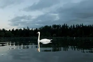 Lost: Mute swan, Cygnus olor, Stanley Park, British
