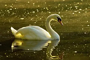 Lost: Mute swan, Cygnus olor, Stanley Park, British