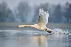 Donau: Mute swan (Cygnus olor), starting on Donau river