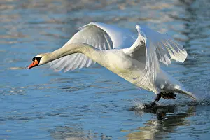 Start: Mute swan (Cygnus olor), starts from the water