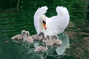 Cygnet: Mute swan (Cygnus olor) and swan chicks, Altmahl
