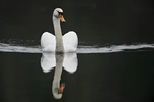 Palatinate: Mute Swan (Cygnus olor), swimming, Rhineland-Palatinate