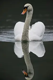 Palatinate: Mute Swan (Cygnus olor), swimming, Rhineland-Palatinate