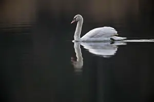 Palatinate: Mute Swan (Cygnus olor), swimming, Rhineland-Palatinate