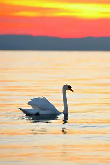 Constance: Mute swan (Cygnus olor), swimming backlit at sunrise