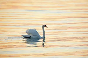 Constance: Mute swan (Cygnus olor), swimming backlit at sunrise