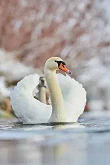 Donau: Mute swan (Cygnus olor) swimming on donau river