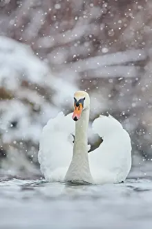 Donau: Mute swan (Cygnus olor) swimming on donau river