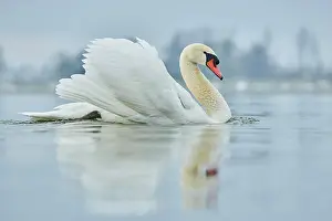 Donau: Mute swan (Cygnus olor), swimming, Donau river
