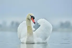 Donau: Mute swan (Cygnus olor), swimming, Donau river