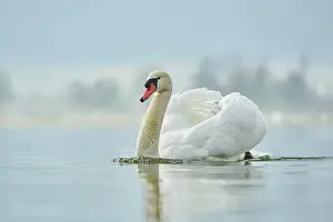 Donau: Mute swan (Cygnus olor), swimming, Donau river