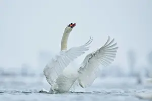 Donau: Mute swan (Cygnus olor) swimming on donau river