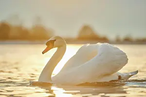 Donau: Mute swan (Cygnus olor) swimming on donau river