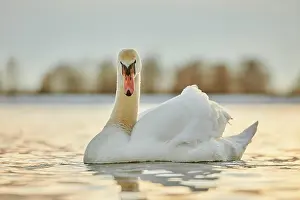Donau: Mute swan (Cygnus olor) swimming on donau river