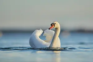 Donau: Mute swan (Cygnus olor) swimming on donau river
