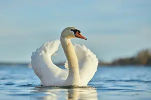 Donau: Mute swan (Cygnus olor) swimming on donau river