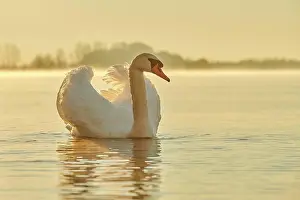 Donau: Mute swan (Cygnus olor) swimming on donau river