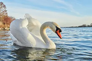 Donau: Mute swan (Cygnus olor) swimming on donau river
