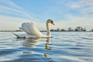 Donau: Mute swan (Cygnus olor) swimming on donau river
