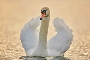 Danube: Mute swan (Cygnus olor) swimming on donau river