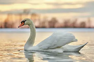 Danube: Mute swan (Cygnus olor) swimming on donau river