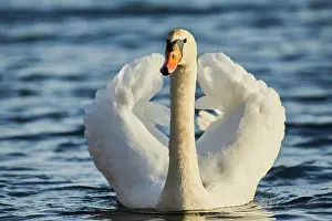 Danube: Mute swan (Cygnus olor) swimming on donau river