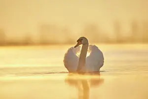 Danube: Mute swan (Cygnus olor) swimming on donau river