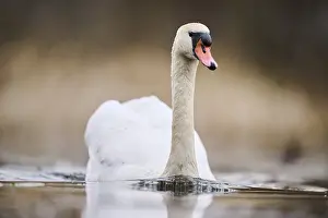 Float: Mute swan (Cygnus olor) swimming on a lake