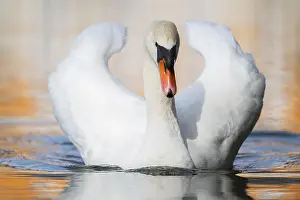 Federal: Mute swan (Cygnus olor) swimming on a lake, Bavaria