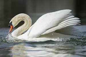 Federal: Mute swan (Cygnus olor) swimming on a lake, Bavaria