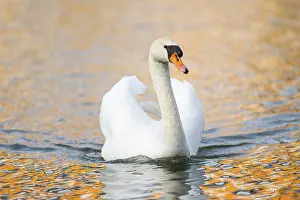 Federal: Mute swan (Cygnus olor) swimming on a lake, Bavaria