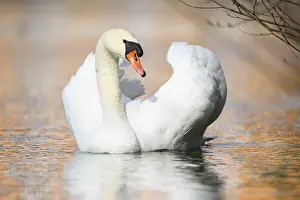 Swan: Mute swan (Cygnus olor) swimming on a lake, Bavaria