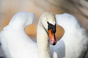 Swan: Mute swan (Cygnus olor) swimming on a lake, Bavaria