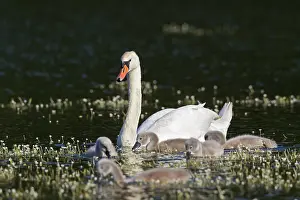 Cygnet: Mute swan (Cygnus olor) swimming on lake with cygnets
